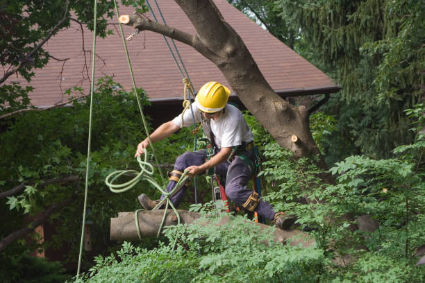 Best Tree Removal  in Georgetown, GA